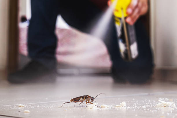 Best Flea Control Services  in Ste Genevieve, MO