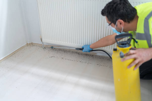 Best Ant Control Services  in Ste Genevieve, MO
